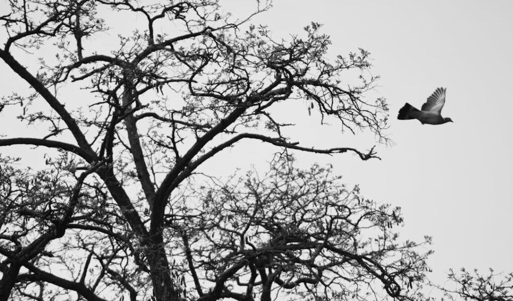 comment savoir si les punaises de lit ont disparu