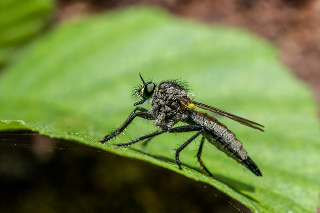 Qui doit payer la Desinsectisation d'un appartement ? 2