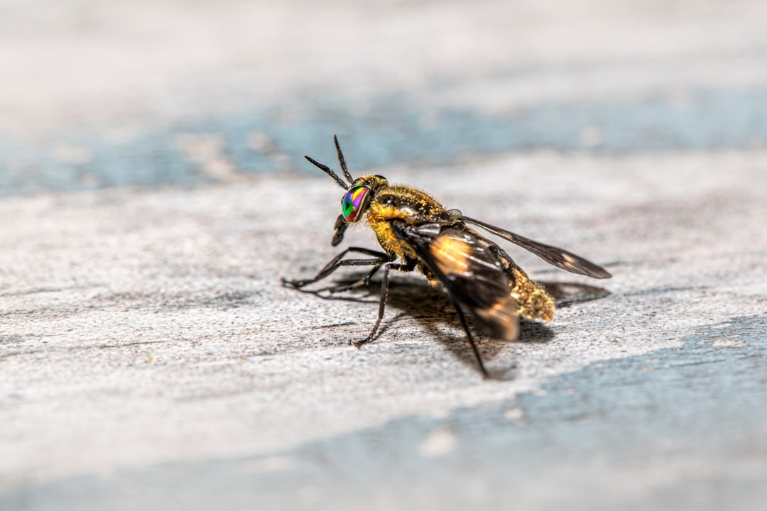 Qui doit payer la Desinsectisation d'un appartement ? 4