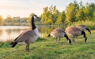 Vue d'ensemble d'un plan d'eau bordé d'herbe où plusieurs bernaches du Canada sont installées