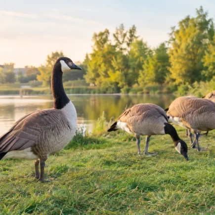 Vue d'ensemble d'un plan d'eau bordé d'herbe où plusieurs bernaches du Canada sont installées