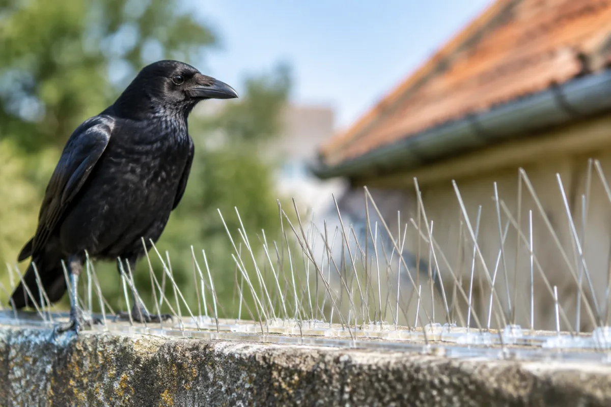 Gros plan sur un dispositif d'effarouchement sonore installé sur la branche d'un grand arbre