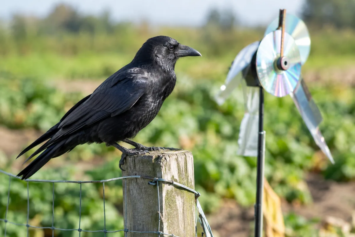 Gros plan sur un effaroucheur sonore installé sur un piquet dans un jardin