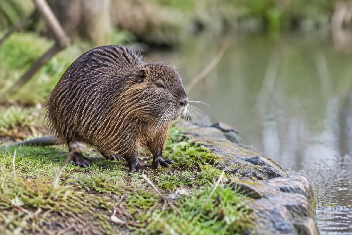 Une cage de piégeage métallique posée au sol au bord de l'eau près d'une galerie