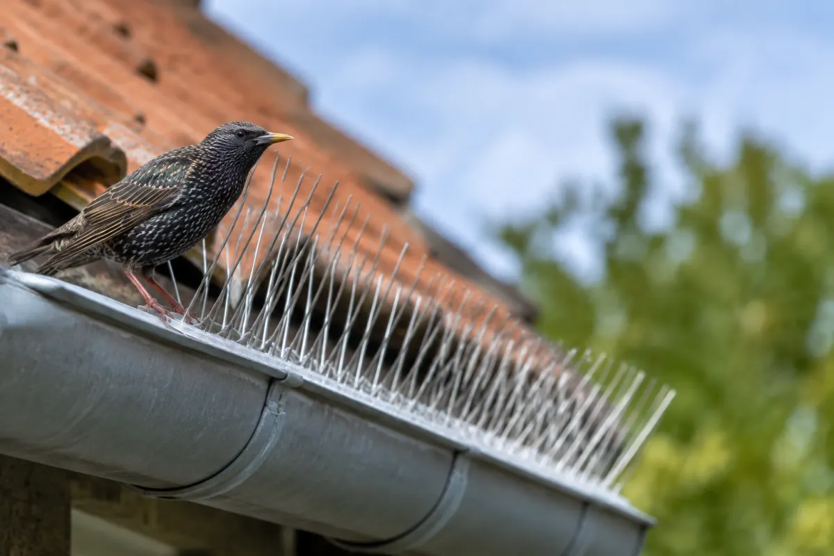 Gros plan sur un dispositif d'effarouchement sonore fixé sur la charpente d'une habitation