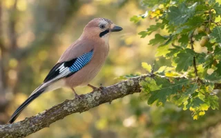 Vue d'ensemble d'un jardin avec un chêne majestueux et un filet de protection