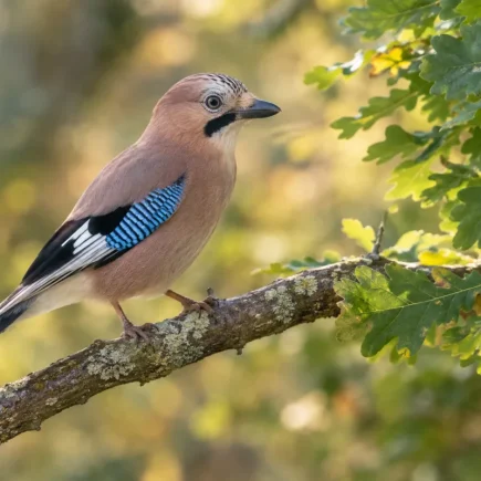 Vue d'ensemble d'un jardin avec un chêne majestueux et un filet de protection