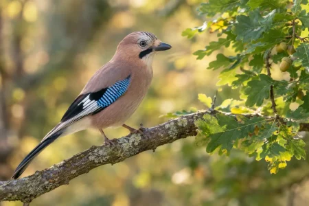 Vue d'ensemble d'un jardin avec un chêne majestueux et un filet de protection