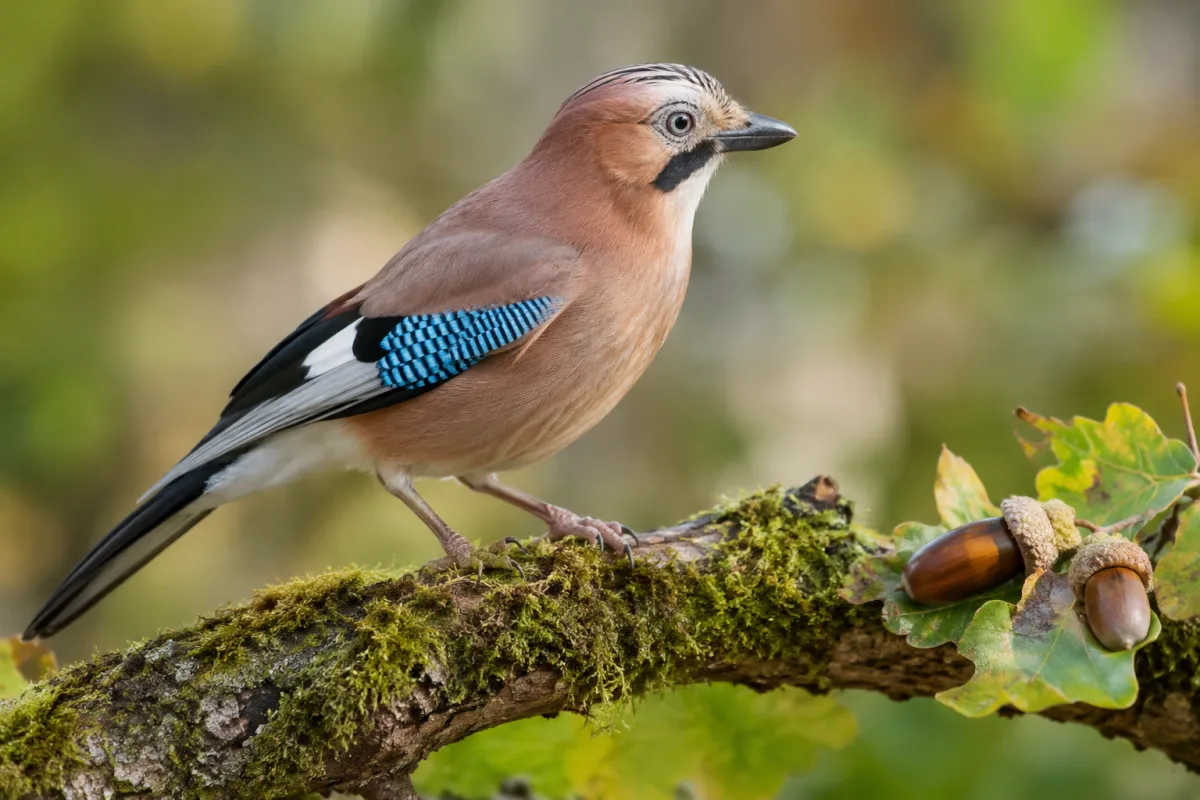 Gros plan sur les plumes bleues caractéristiques de l'aile d'un geai des chênes