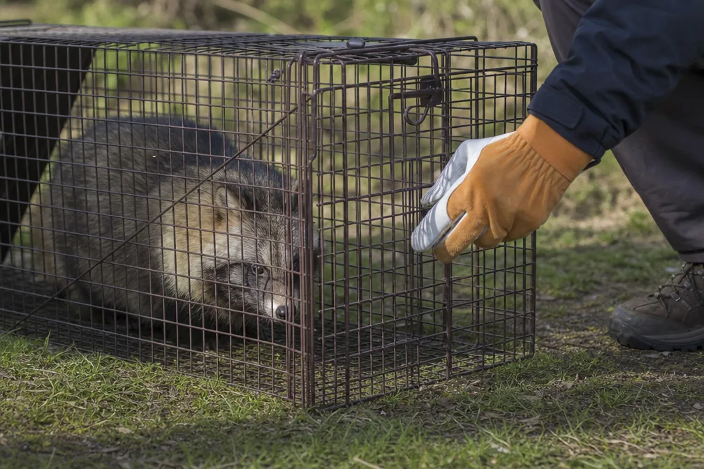 Gros plan sur le pelage épais et le museau sombre d'un chien viverrin