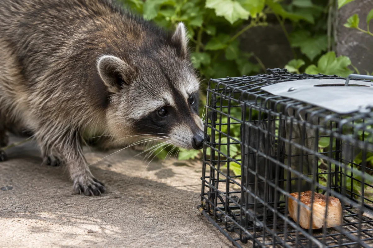 Gros plan sur une grille de protection métallique fixée sur une ouverture de toit